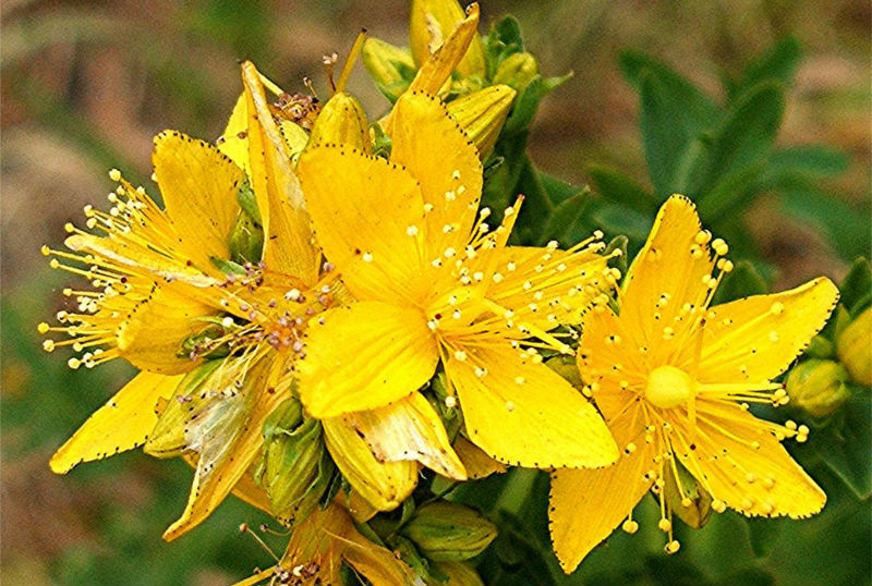 Чудодейното растение жълт кантарион